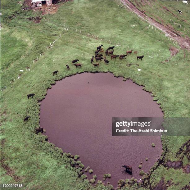 In this aerial image, cows are farmed at Mt. Sanbesan on July 26, 1963 in Oda, Shimane, Japan.