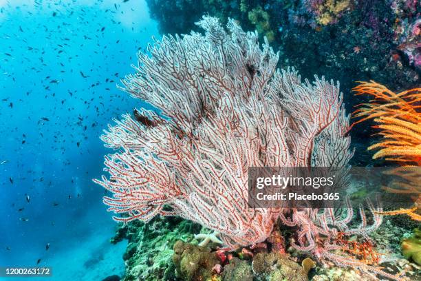 natures carbon capture system underwater coral reefs - climate solutions stock pictures, royalty-free photos & images