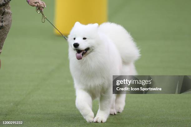 Kegs a Samoyed competes in the working group during the Westminster Dog Show on February 11, 2020 at Madison Square Garden in New York, NY.