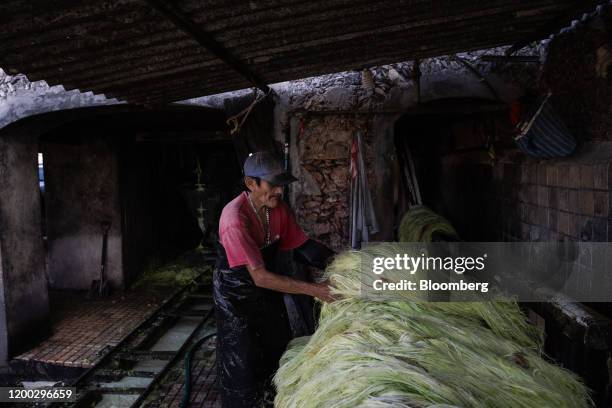 Worker separates sisal fibers at a processing facility in Baca, Yucatan state, Mexico, on Tuesday, Jan. 28, 2020. Competition from synthetics has...