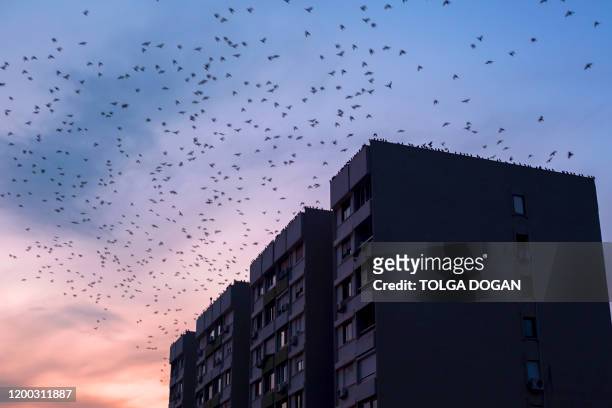 urban birds - vogelschwarm stock-fotos und bilder