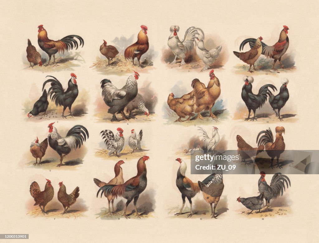 Poultry, chromolithograph, published in 1897