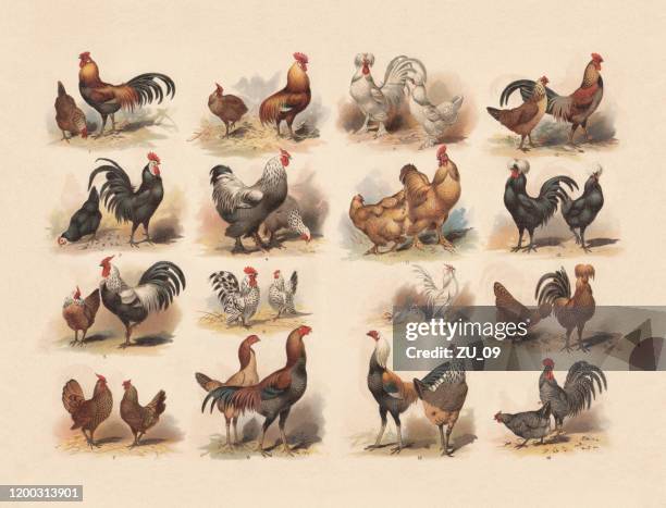 poultry, chromolithograph, published in 1897 - chicken hawk stock illustrations