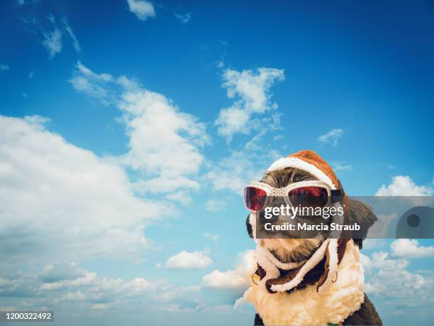 daydreaming dog with aviator goggles and cumulus cloud background - occhiali da aviatore foto e immagini stock