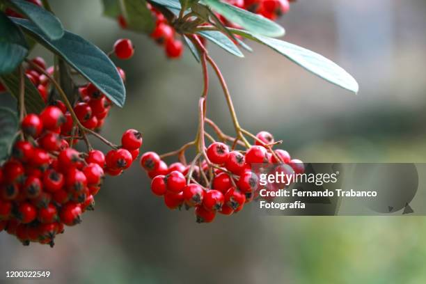 bush with red fruits - viburnum stock pictures, royalty-free photos & images