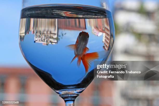fish in a glass of water - animals in captivity stock-fotos und bilder
