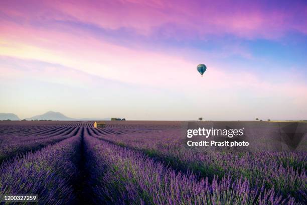 beautiful morning behind the hills and shines on the endless fields of aromatic lavender field summer sunset landscape with balloon near valensole, provence, france. - provence alpes cote d'azur stock pictures, royalty-free photos & images