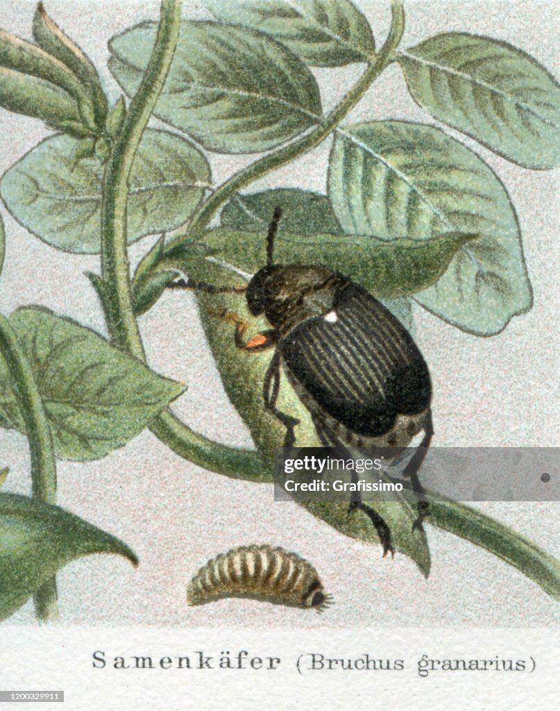 Bean Beetle Bruchus granarius with larva illustration