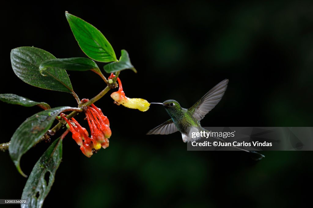 Booted Racket-tail