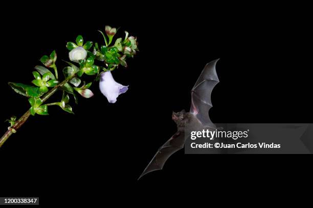 pallas's long-tongued bat (glossophaga soricina) - bats flying ストックフォトと画像