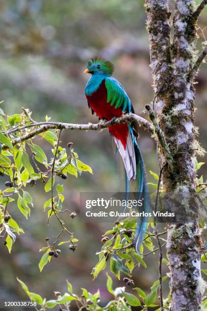 resplendent quetzal - quetzal stock pictures, royalty-free photos & images