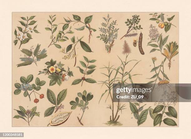bildbanksillustrationer, clip art samt tecknat material och ikoner med tropiska nyttiga växter, chromolithograph, publicerad 1897 - botany