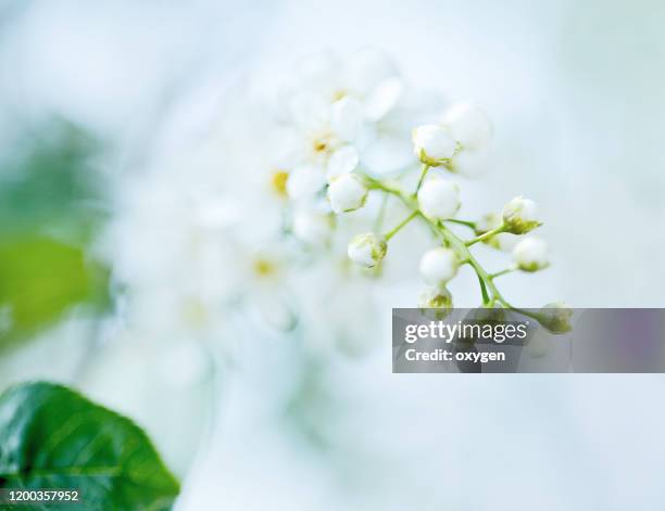 tender spring chokecherry bird-cherry tree in blossom springtime - flowers white background stock-fotos und bilder