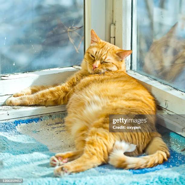 fat ginder cat sleeping on a balcony with sunlight springtime - navel orange stockfoto's en -beelden