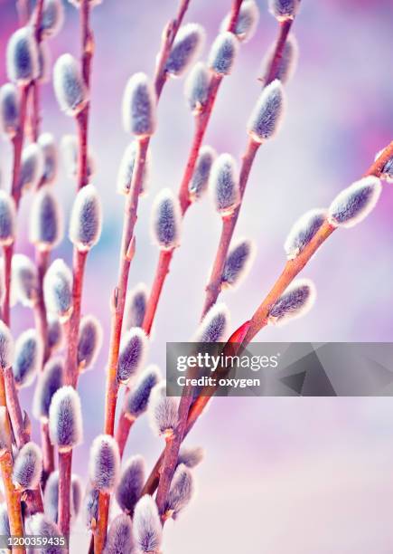 violet spring pussy willow branches background - saule blanc photos et images de collection