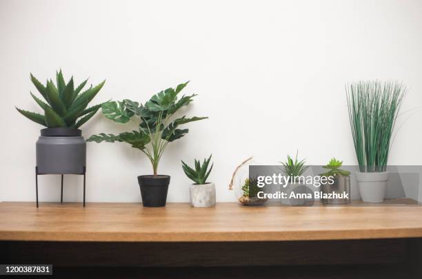 indoor plants, succulent, cactus, monstera on wooden table against white wall - desk with green space view stock pictures, royalty-free photos & images