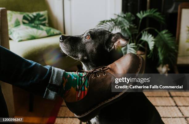 dog looking at owner - begging animal behavior stockfoto's en -beelden
