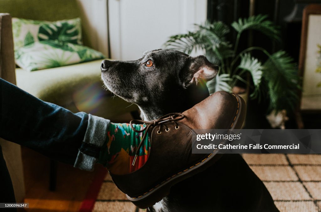 Dog looking at Owner