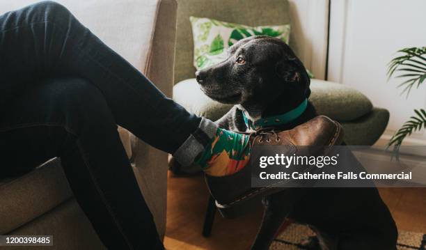 dog looking at owner - smart shoes stock pictures, royalty-free photos & images