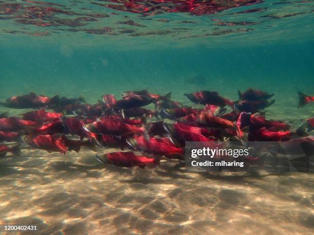 sockeye salmon - spawning stock pictures, royalty-free photos & images