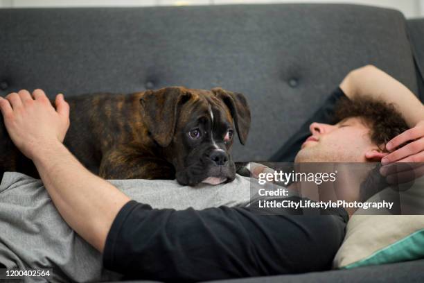 friends - boxer dog playing stock pictures, royalty-free photos & images