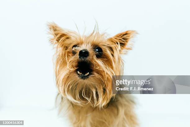 portrait of yorkshire barking with white background - bow wow stock pictures, royalty-free photos & images