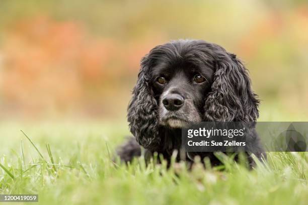 black cocker spaniel laying in the grass - cocker spaniel stock pictures, royalty-free photos & images