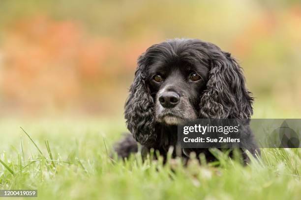 black cocker spaniel laying in the grass - cocker spaniel 個照片及圖片檔