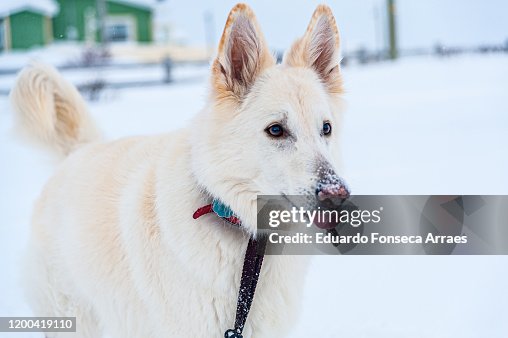 White German Shepherd Enjoying A Winter Day On The Snow In The