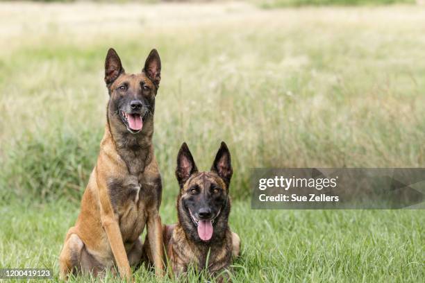 belgian malinois and dutch shepherd in meadow - belgian malinois stock pictures, royalty-free photos & images