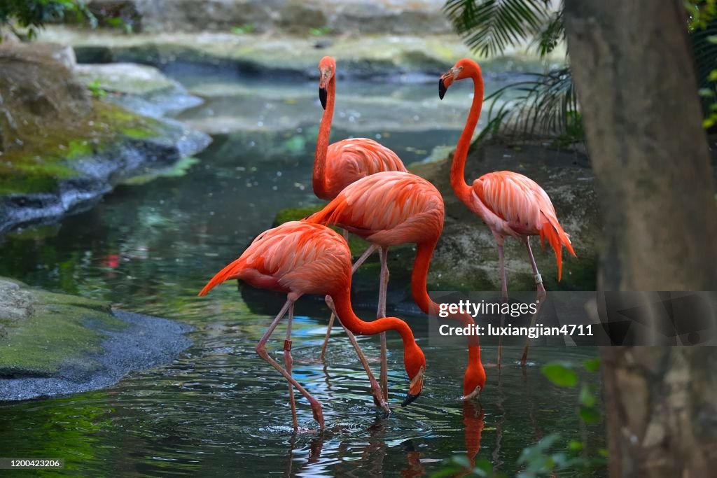 Grandes Flamingos de pie en el lago