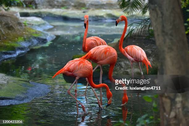 grandes flamingos de pie en el lago - flamencos fotografías e imágenes de stock