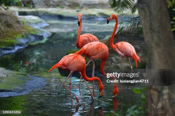 grands flamants restant dans le lac - flamant photos et images de collection