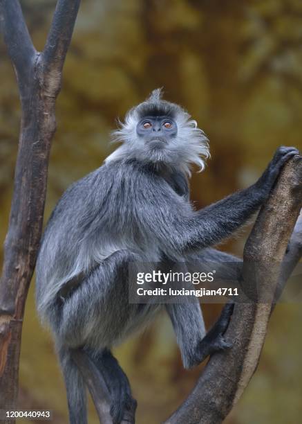 germain's langur(silver langur or silvered leaf monkey) - silvered leaf monkey stock pictures, royalty-free photos & images