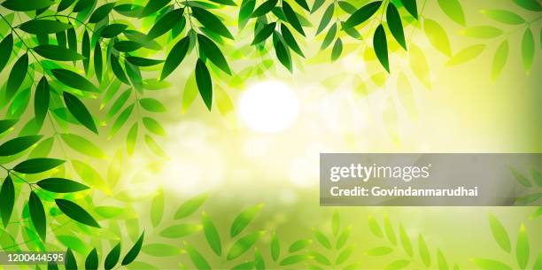 close-up nature view of green leaf on blurred greenery background in garden with copy space using - lush stock illustrations