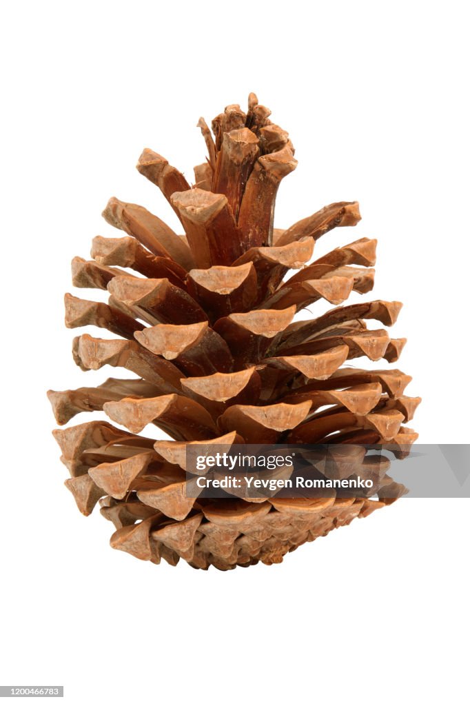 Pine cone isolated on white background