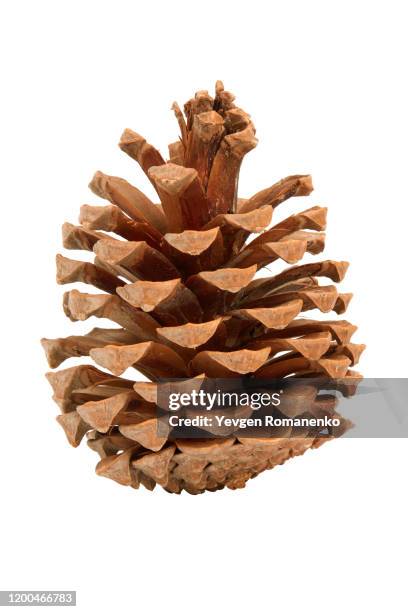 pine cone isolated on white background - cone shape stock pictures, royalty-free photos & images