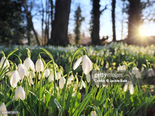 snowdrops in january - winter flower stock pictures, royalty-free photos & images