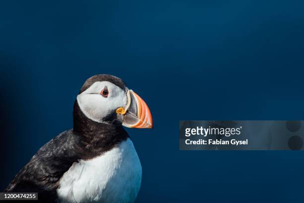puffin close-up - atlantic puffin stock pictures, royalty-free photos & images