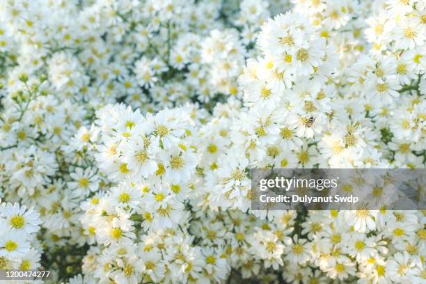 white cutter flower. - white flower stock pictures, royalty-free photos & images