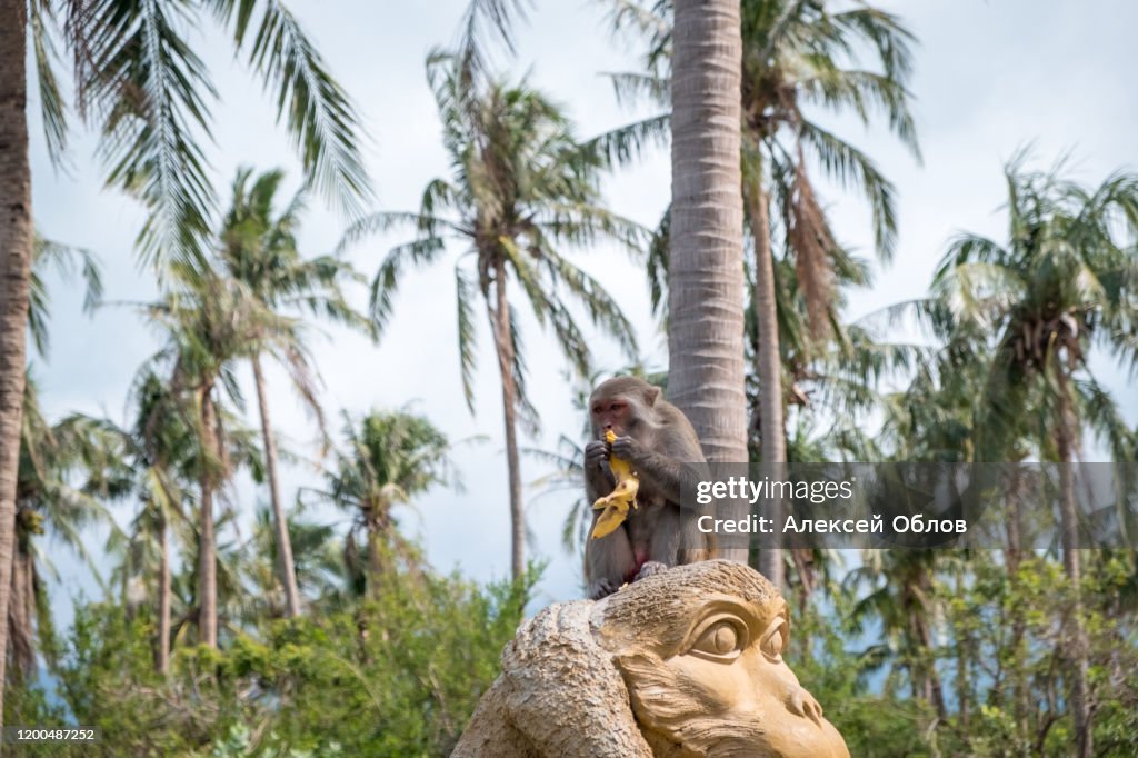 Monkey eating banana on tree, Thailand