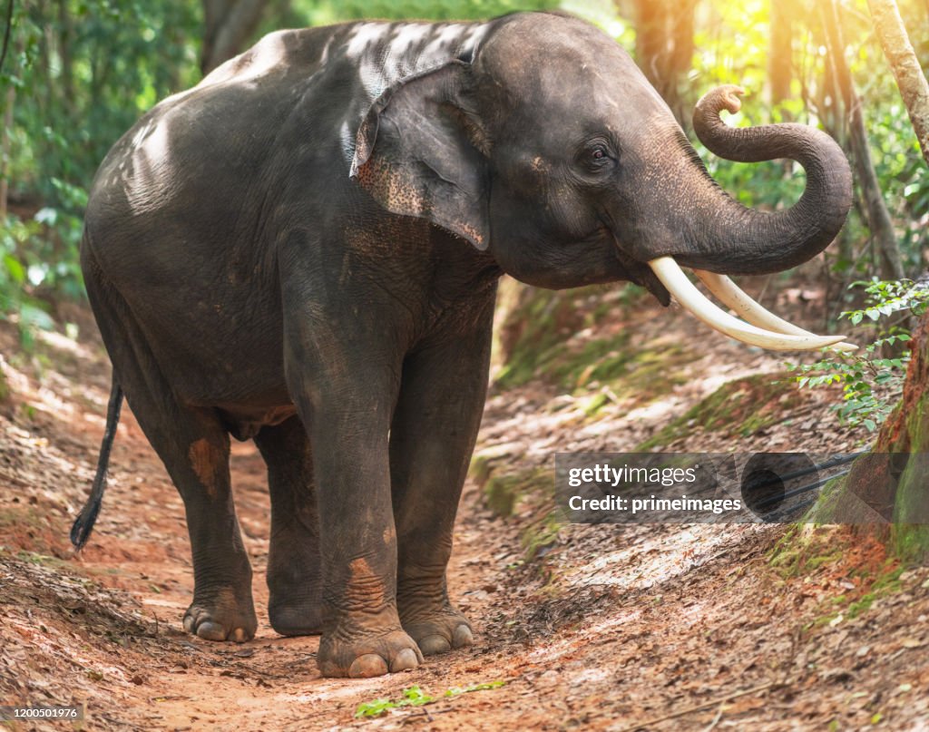 Elefanten beim Baden und Wandern im tropischen Regenwaldfluss bei Chiang Mai Thailand