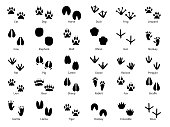 Animal footprints. Walking track animals paw with name, pets tracks, bird and wild animals trail, wildlife safari feet silhouette vector prints