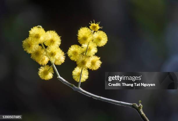 mimosa blossoming in sunlight - acacia fotografías e imágenes de stock