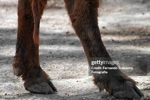 buffalo legs - african buffalo stock pictures, royalty-free photos & images