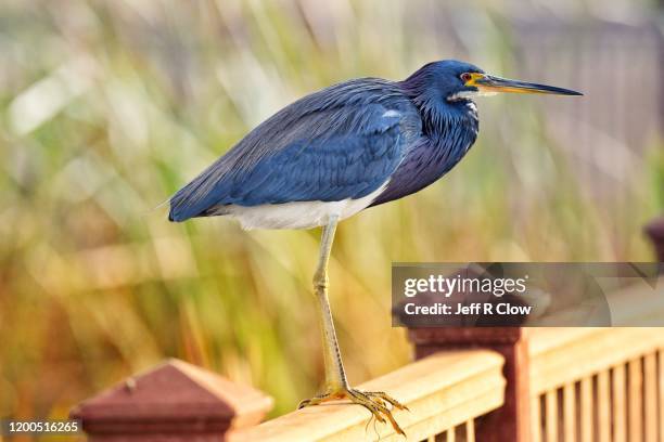 tricolor heron in the morning - south padre island stock pictures, royalty-free photos & images