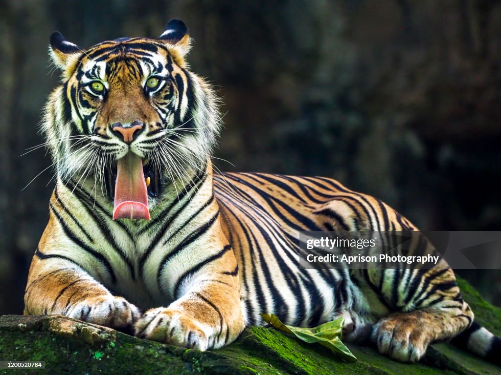 Sumatran Tiger basking in the sun and showing any expression