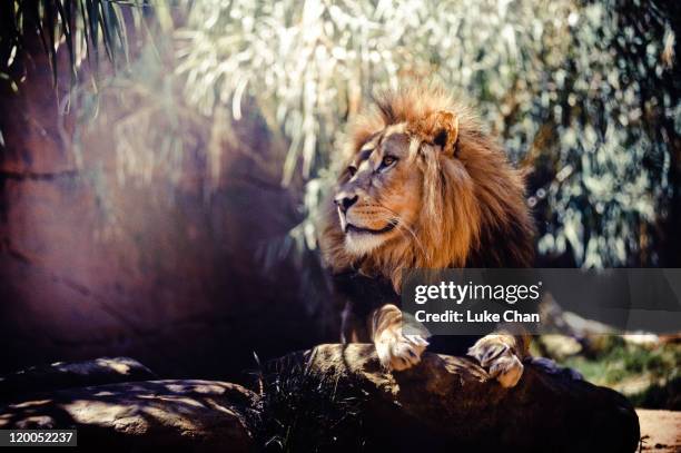 lion - taronga zoo stock pictures, royalty-free photos & images