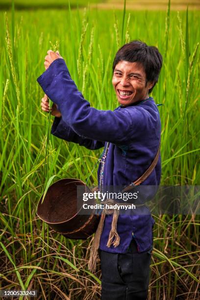 Peron Picking Rice 930 Rice Picker Stock Photos, High-Res Pictures, and Images - Getty Images