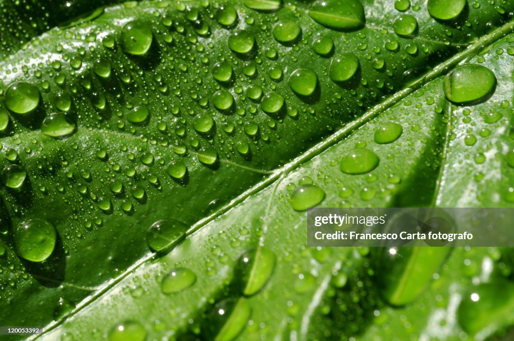 Close up of lemon leaves